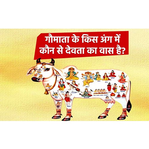 In which part of the cow does the deity reside?