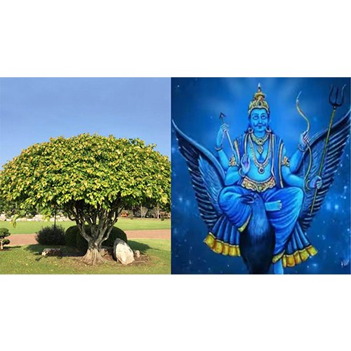 That’s why Peepal tree is worshiped along with Shani…?