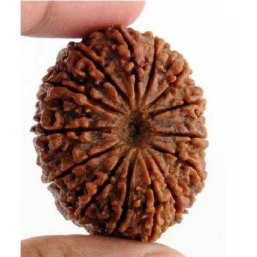 14 Mukhi Rudraksh