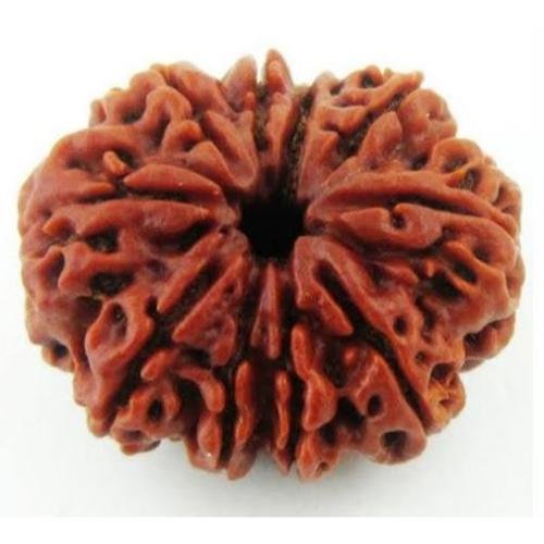14 Mukhi Rudraksh_2