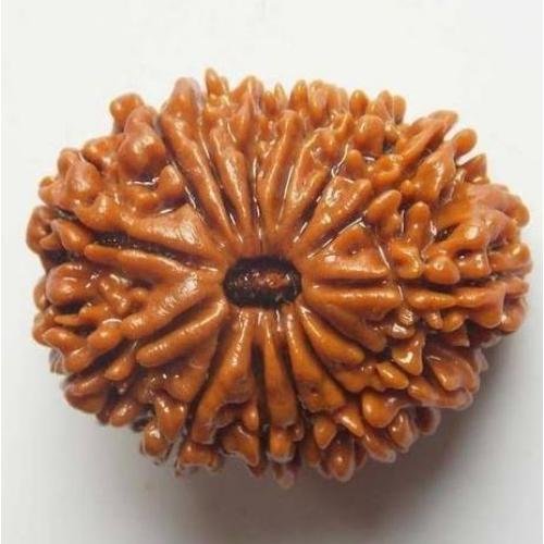 14 Mukhi Rudraksh_3