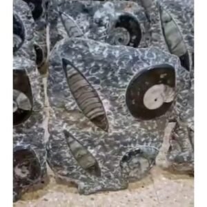 Orthoceras with Ammonites fossils Kuber Stone