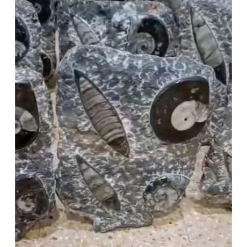 Orthoceras with Ammonites fossils Kuber Stone