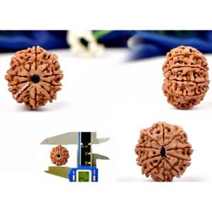 10 MUKHI RUDRAKSHA by Gangtarang®