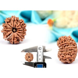 11 MUKHI RUDRAKSHA by Gangtarang®