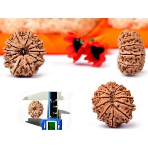 12 MUKHI RUDRAKSHA by Gangtarang®