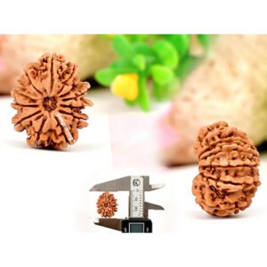 13 MUKHI RUDRAKSHA by Gangtarang®