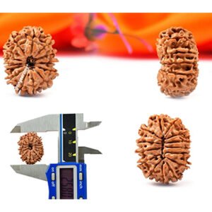 14 MUKHI RUDRAKSHA by Gangtarang®