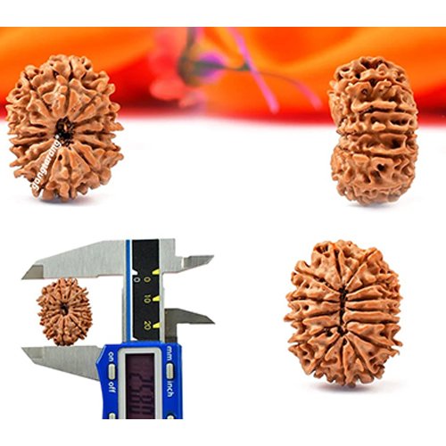 14 MUKHI RUDRAKSHA by Gangtarang®