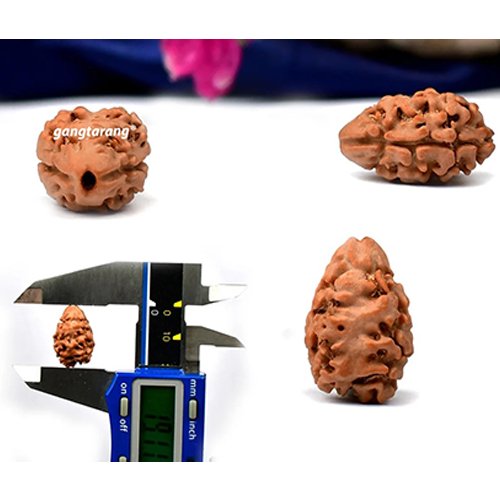 2 MUKHI RUDRAKSHA by Gangtarang®