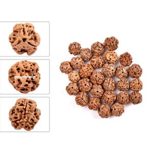 3 MUKHI RUDRAKSHA by Gangtarang®
