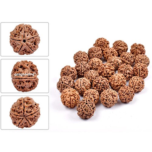 5 MUKHI RUDRAKSHA by Gangtarang®