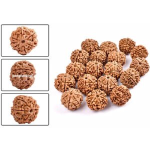 6 MUKHI RUDRAKSHA by Gangtarang®