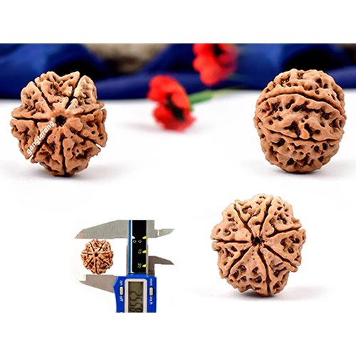 7 MUKHI RUDRAKSHA by Gangtarang®