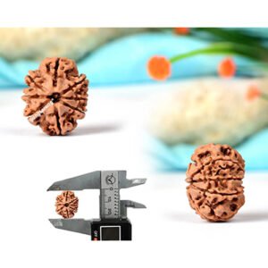 8 MUKHI RUDRAKSHA by Gangtarang®