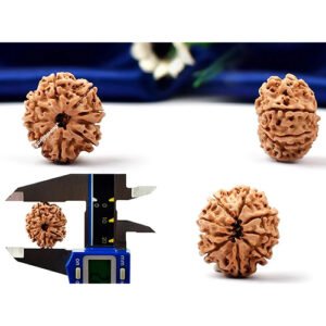 9 MUKHI RUDRAKSHA by Gangtarang®