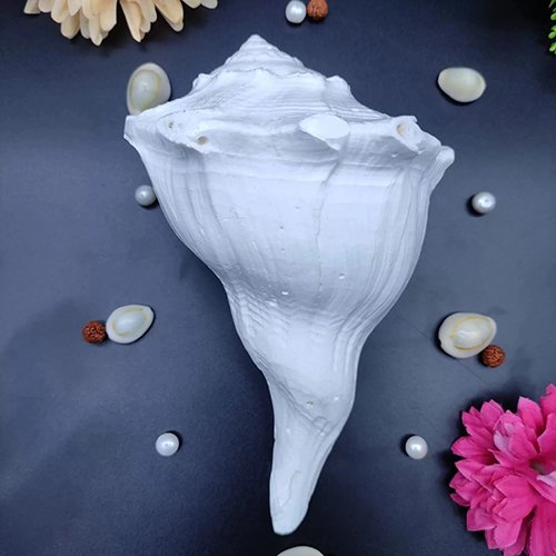 DAKSHINAVARTI SHANKH (Non-Blowing) by Gangtarang®