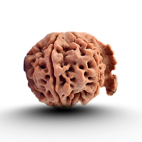 GANESH RUDRAKSHA 6 Mukhi by Gangtarang®