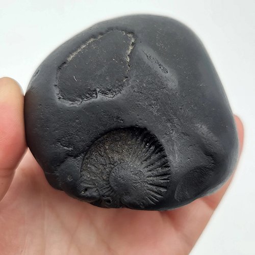 KALKI TRIVIKRAM SHALIGRAM – Revelation of Kalyug God (3 Chakra) (RARE)