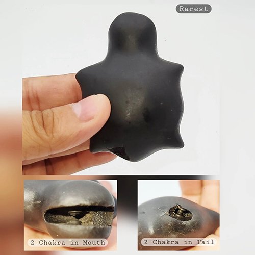 KURMA SHALIGRAM – 4 CHAKRA (2 IN MOUTH + 2 IN TAIL) (RAREST ON EARTH) - Image 2