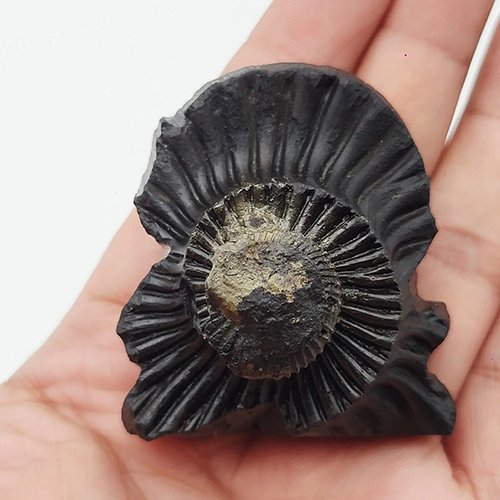 LAKSHMI NARAYAN IDOL CARVED ON REAL SHALIGRAM (100% NATURAL SUDARSHAN) by Gangtarang™ - Image 2
