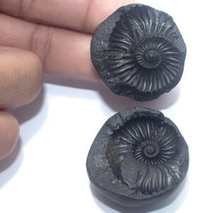 LAKSHMI NARAYAN SHALIGRAM by Gangtarang®