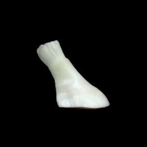 NATURAL KETU MANI ( Also Mukta Mani ) by Gangtarang®