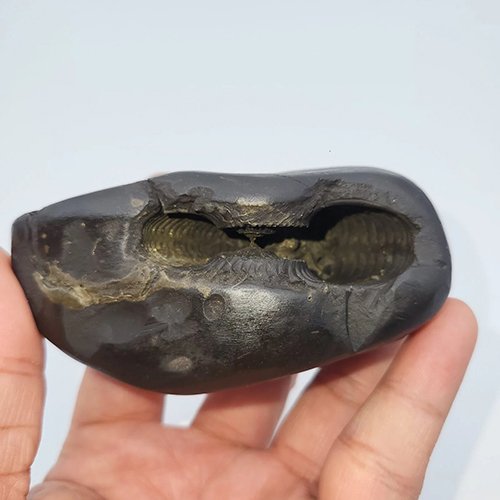 PARSHURAM SHALIGRAM (RARE) - Image 2