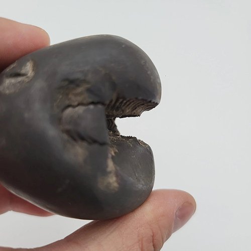 SANKARSANA HAAYEGRIVA SHALIGRAM (RARE) - Image 2