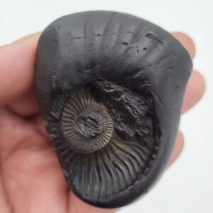 TRIVIKRAM VAMAN SHALIGRAM – Vishnu Ji Foot (3 Chakra) (RARE)