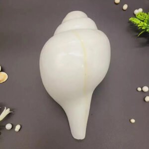 VAMAVARTI SHANKH (Blowing – Premium Quality) by Gangtarang®