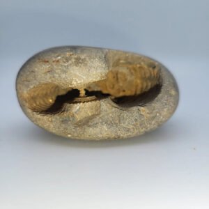 VASUKI ADVAIT SHALIGRAM – Old Shaligram (RARE)