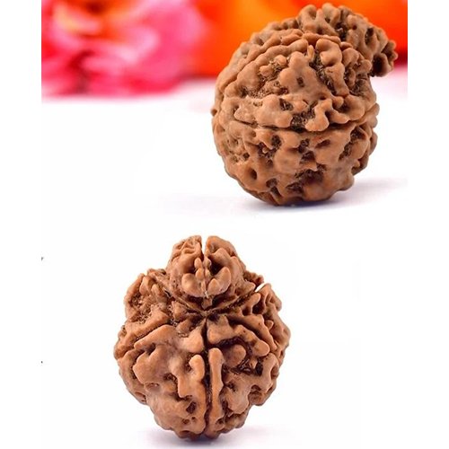 GANESH RUDRAKSHA 5 Mukhi by Gangtarang® - Image 2