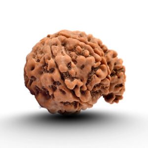 GANESH RUDRAKSHA 5 Mukhi by Gangtarang®